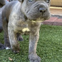 Jestor - Gray brindle male Cane Corso puppy in Ocala, Florida from High Royal Kennel