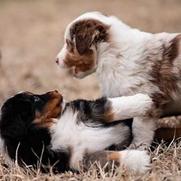 Miniature American Shepherd and Miniature Australian Shepherd Puppies from Rocking 4C