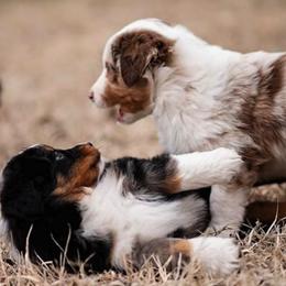 Miniature American Shepherd and Miniature Australian Shepherd Puppies from Rocking 4C