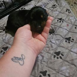 Storm - Black and rust female Doberman Pinscher puppy in Mount Orab, Ohio from Heyne Kennels