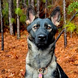 Zia - German Shepherd