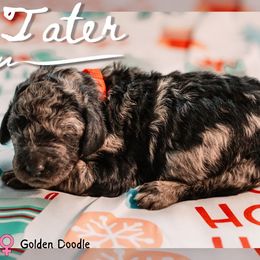 Tater - Merle female Goldendoodle puppy in Maquoketa, Iowa from Nation Goldendoodles
