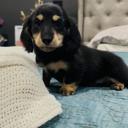 Pete - Black and cream male Dachshund puppy in Altus, Oklahoma from Johnson Prairie Pups
