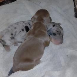 Dachshund puppies from Small Paws Kennel