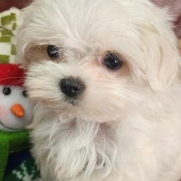 Boy 2 - White male Maltese puppy in The Villages, Florida from My Precious Pups