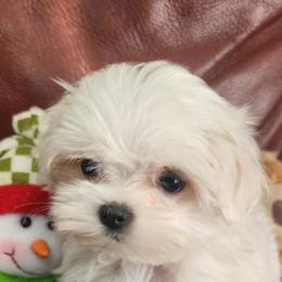Boy 2 - White male Maltese puppy in The Villages, Florida from My Precious Pups