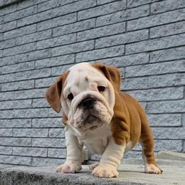 Ol Sweet Red - Red and white female Bulldog puppy in Harrisburg, Pennsylvania from Central PA WiggleButts Bulldogs
