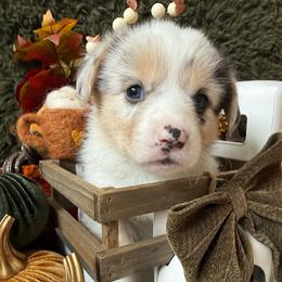 Taffy - Blue merle and white female American Corgi puppy in Paxton, Illinois from McGovern Family Corgis