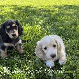 Dachshund Puppies from Elysian Creek Doxies
