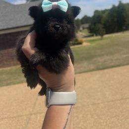 Lily girl - Black and tan female Pomeranian puppy in Hernando, Mississippi from The Pom Squad