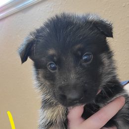 German Shepherd Puppies from Lux Shepherds
