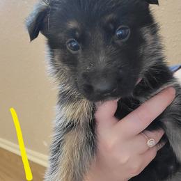 German Shepherd Puppies from Lux Shepherds
