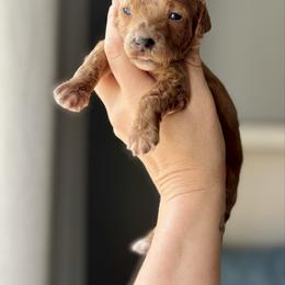 Sprout - Red  male Goldendoodle puppy in Gastonia, North Carolina from Crowders Creek Doodles