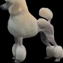 Genny - Poodle