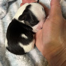 Chihuahua Puppies from Rhoda and Verna
