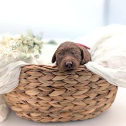 Snow Cone - Red  female Goldendoodle puppy in Blackfoot, Idaho from Riverside Poodles