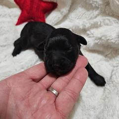 Girl 2 - Black female Whoodle puppy in O'neill, Nebraska from Willowdale Doodles