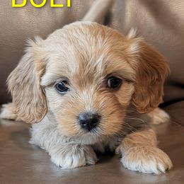 Bolt - Cream male Cavaton puppy in Waukesha, Wisconsin from A Little Dog'll Do Ya