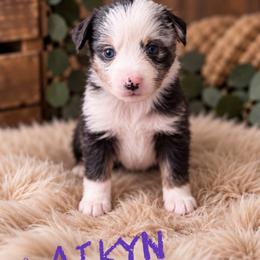 Laikyn - Blue merle female Toy Australian Shepherd puppy in Sanger, California from Flying M Cactus Ranch Buddies