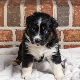 Kiara - Black tri-color female Australian Shepherd puppy in Blythewood, South Carolina from One Tribe Aussies