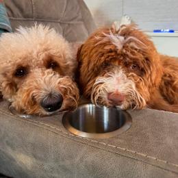 Double Doodle puppies from Parrish Precious Ones Texas