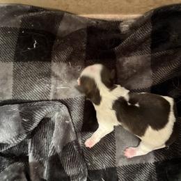 Boy 4 - Liver and white male Shih Tzu puppy in Springfield, Missouri from Lopez Family Tails