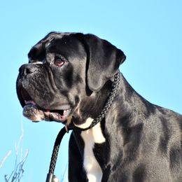 Khaleesi - Boxer