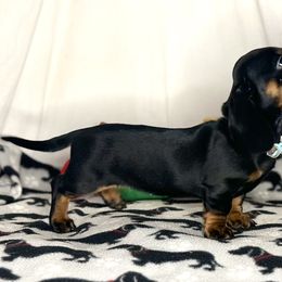 CC - Dachshund
