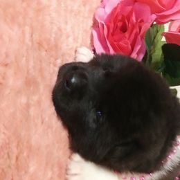 Akita Puppies from BleuMoon Akitas