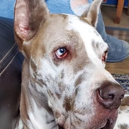Australian Shepherds and Great Danes from Red Cloud Australian Shepherds and DeGray Great Danes & Bulldogs