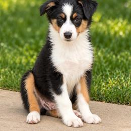 Bandit - Black tri male Miniature American Shepherd puppy in Palacios, Texas from Coastal’s Miniature American Shepherds