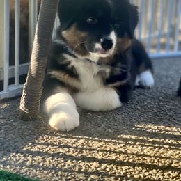 Australian Shepherd Puppies from Two Rivers Aussies