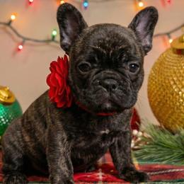 Brindy - Brindle female French Bulldog puppy in Omaha, Nebraska from Colorful Dachshunds