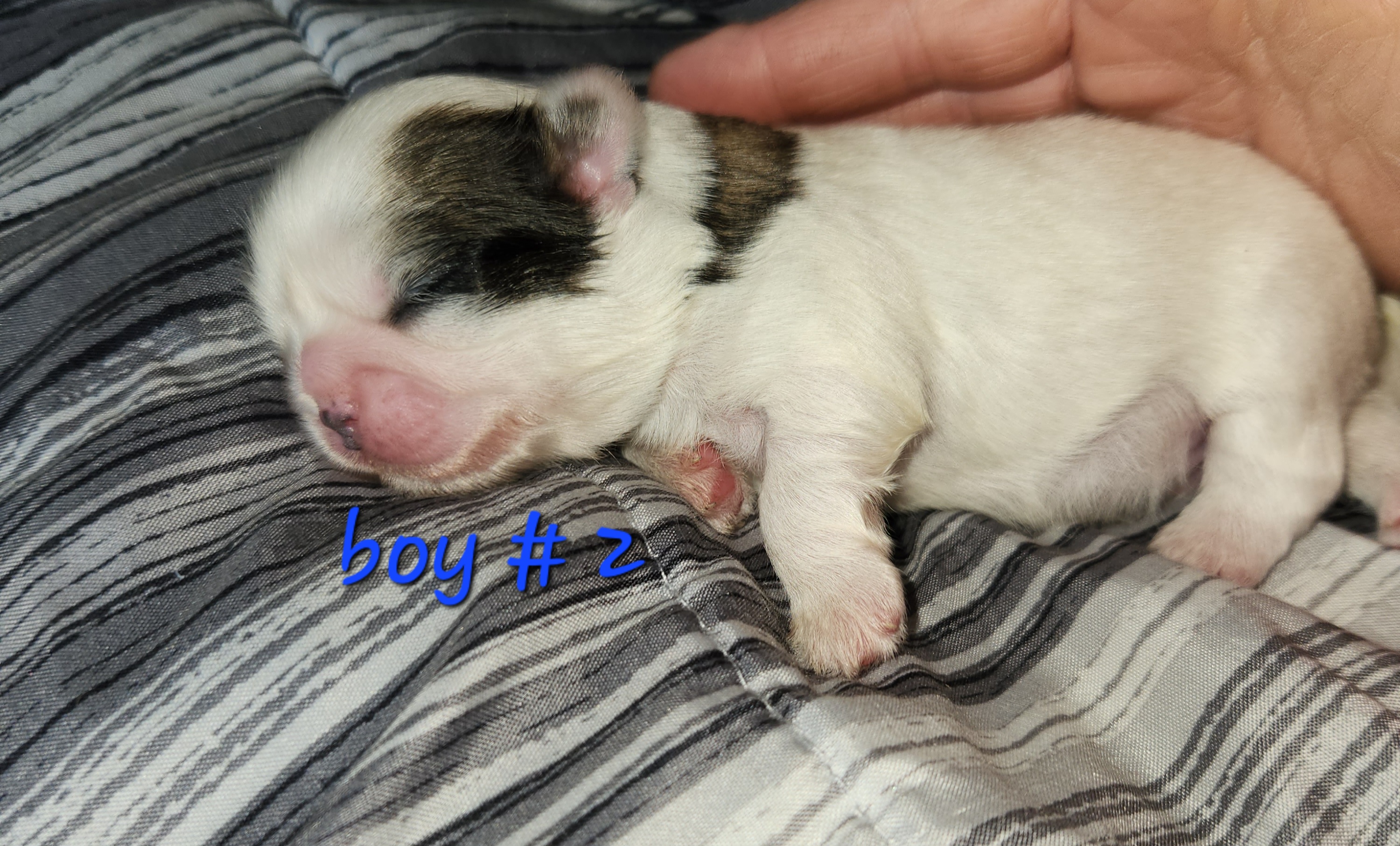 Shih Tzu Puppies from Tae's Shih Tzu Puppies