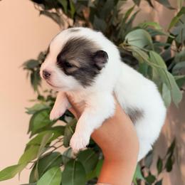 Alfalfa - Cream sable parti male Pomeranian puppy in Rockwall, Texas from MAK Poms