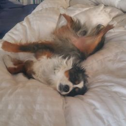 Toy Australian Shepherds from Patterson Aussies
