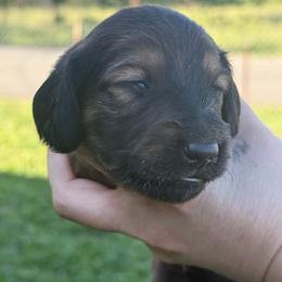 AKC SHADED RED LONGHAIR - Red male Dachshund puppy in Anderson, California from Golden Paws Dachshunds