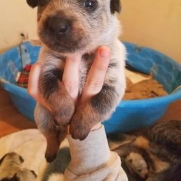Australian Cattle Dog Puppies from LoveAHeeler