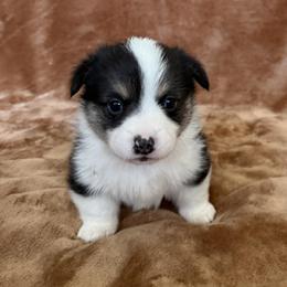DONATELLO (DONNIE) - Black and tan male Pembroke Welsh Corgi puppy in Drain, Oregon from Sunnydale Corgis