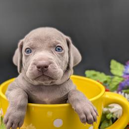 Reba - Gray female Weimaraner puppy in Evart, Michigan from Drehbar Weimaraners