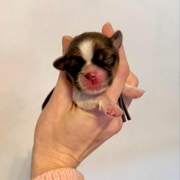 Cupid - Liver and white male Shih Tzu puppy in Stroud, Oklahoma from Laik’s Little Shihtz & Poms