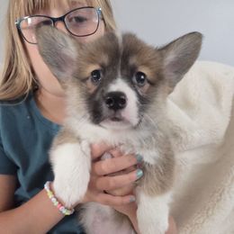 Ziggy - Sable male Pembroke Welsh Corgi puppy in Nunica, Michigan from Crockery Creek Corgis