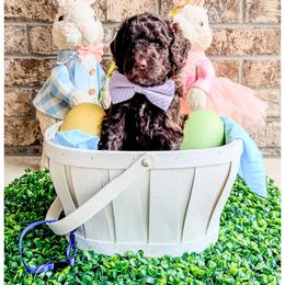 Jett - Brown male Bernedoodle puppy in Lake City, Florida from 224 Doodles and Poodles