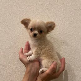 Valentino - Cream and white male Chihuahua puppy in Burleson, Texas from Tiny Diiamond Chihuahua