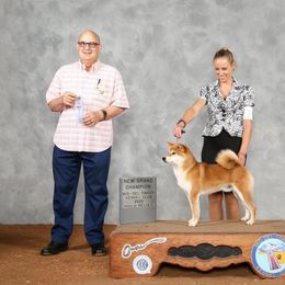 Shiba Inu All Grown Up from Texa's Shiba Inus