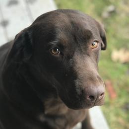 Labrador Retrievers from Cross Road Retrievers