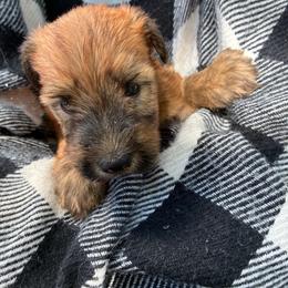 Rafiki - Wheaten male Soft Coated Wheaten Terrier puppy in Nokomis, Illinois from Windhill Wheatens