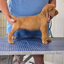 Wirehaired Vizsla Puppies from Prosperity Point Gundogs