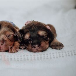 Lavender girl - Merle female Cockapoo puppy in Missoula, Montana from Big Sky Cockapoos
