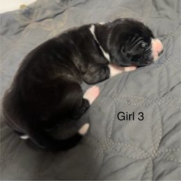 Girl 3 - Black and white female Great Dane puppy in Indianola, Iowa from Bull West Kennels